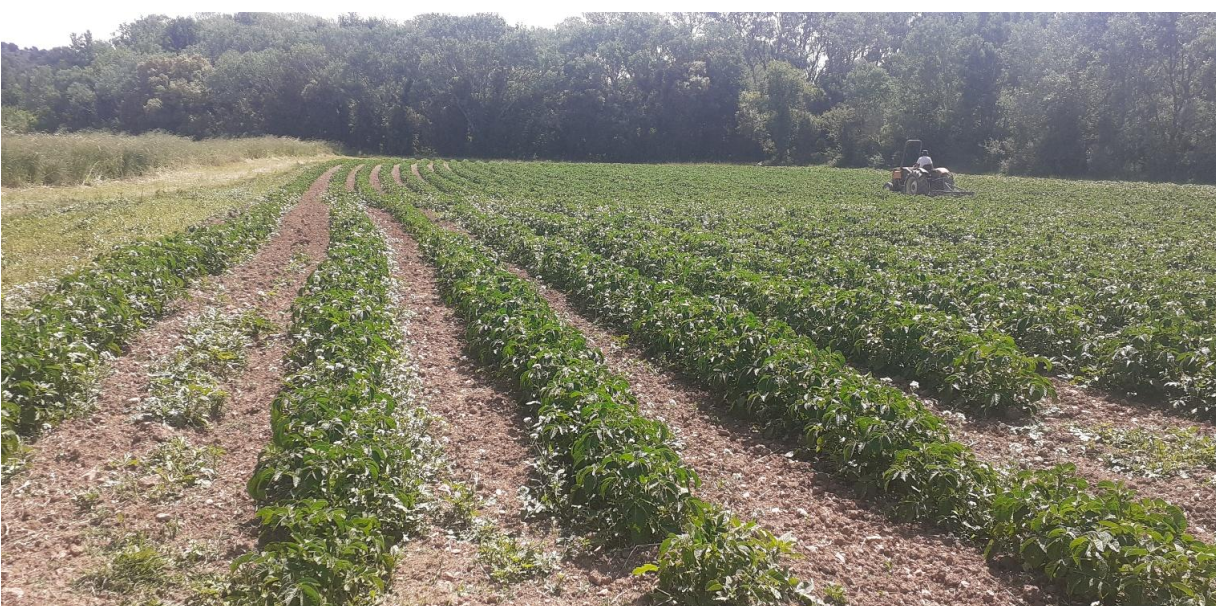 DES NOUVELLES DE LA CAMPAGNE LUNOUNETTE
