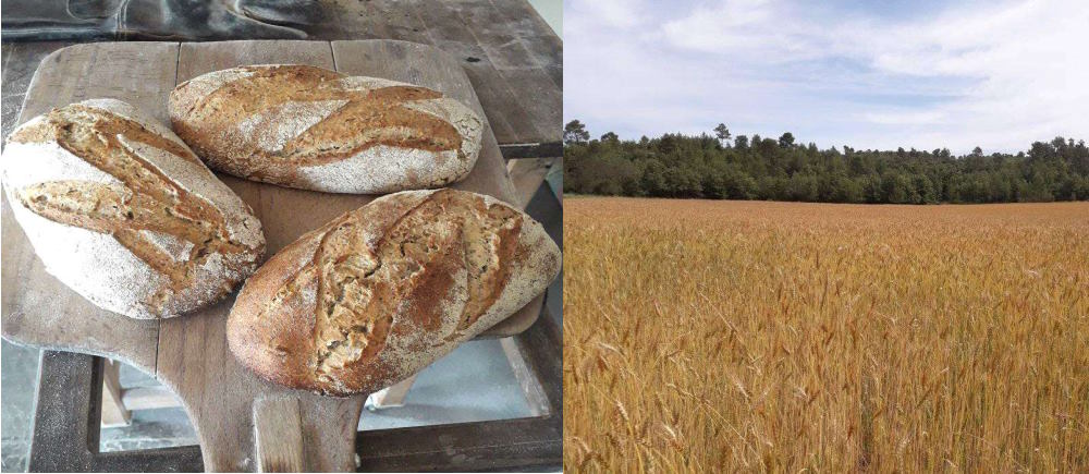 Atelier Pain à la Ferme de la Reyne…